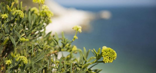 Započela provedba PRIMA projekta SEAFENNEL4MED