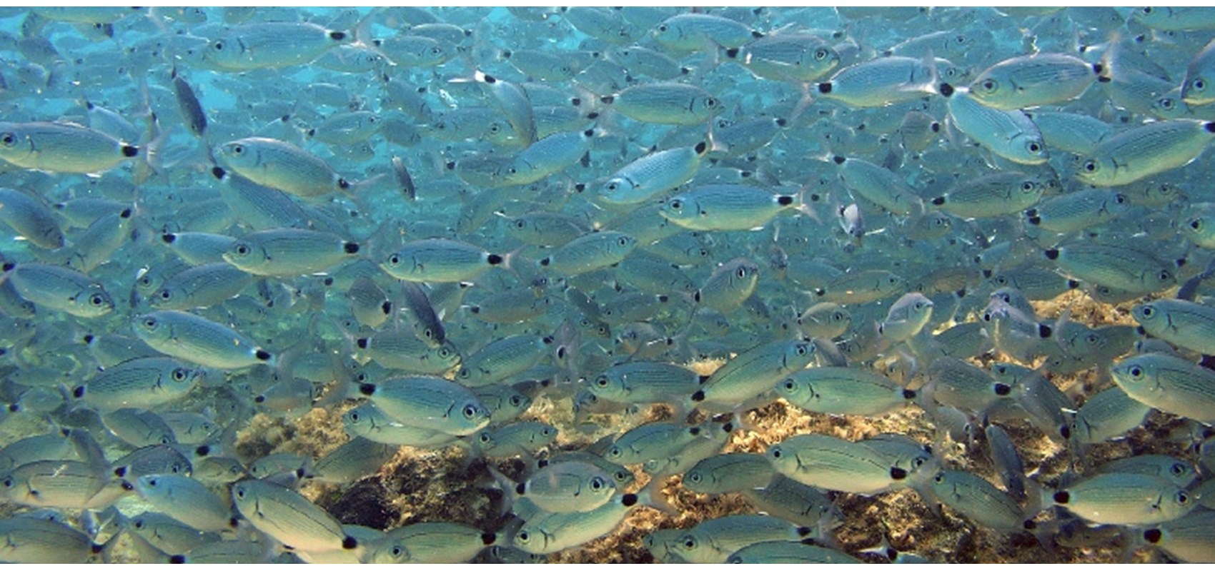 Natječaj za upis diplomskog studija Marine Fishery na engleskom jeziku
