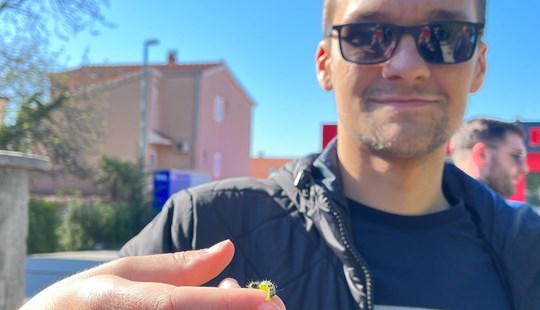 Terenska: palmina pipa i šimširov moljac