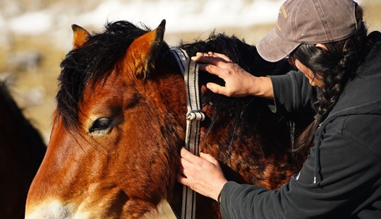 Obilježavanje livanjskih divljih konja