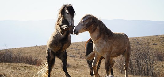 Početak obilježavanja livanjskih divljih konja GPS ogrlicama