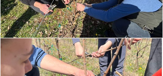 Studenti Agromediteranskog fakulteta na terenskoj nastavi rezidbe vinove loze u Hrvacama
