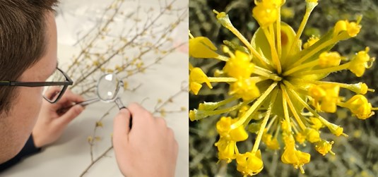 Terenske i laboratorijske aktivnosti na istraživanju drijenka u okviru projekta NU3MED