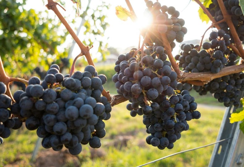 Prijediplomski studij Mediteranska poljoprivreda