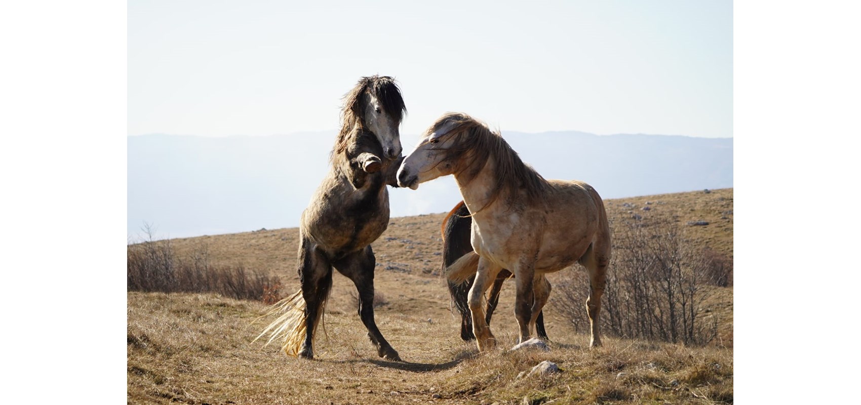 Početak obilježavanja livanjskih divljih konja GPS ogrlicama
