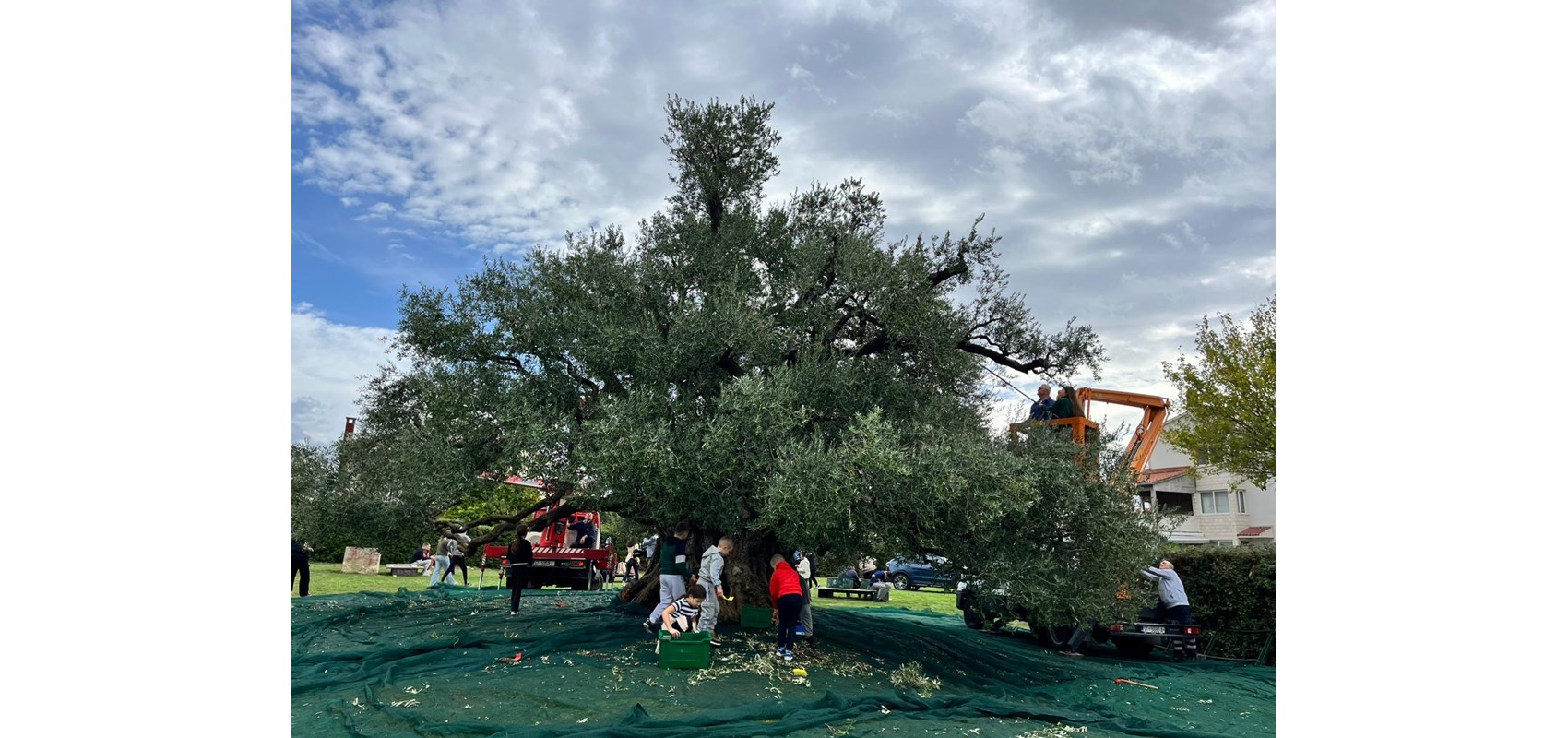 Berba Stare masline u Kaštel Štafiliću – spoj tradicije, znanosti i zajedništva
