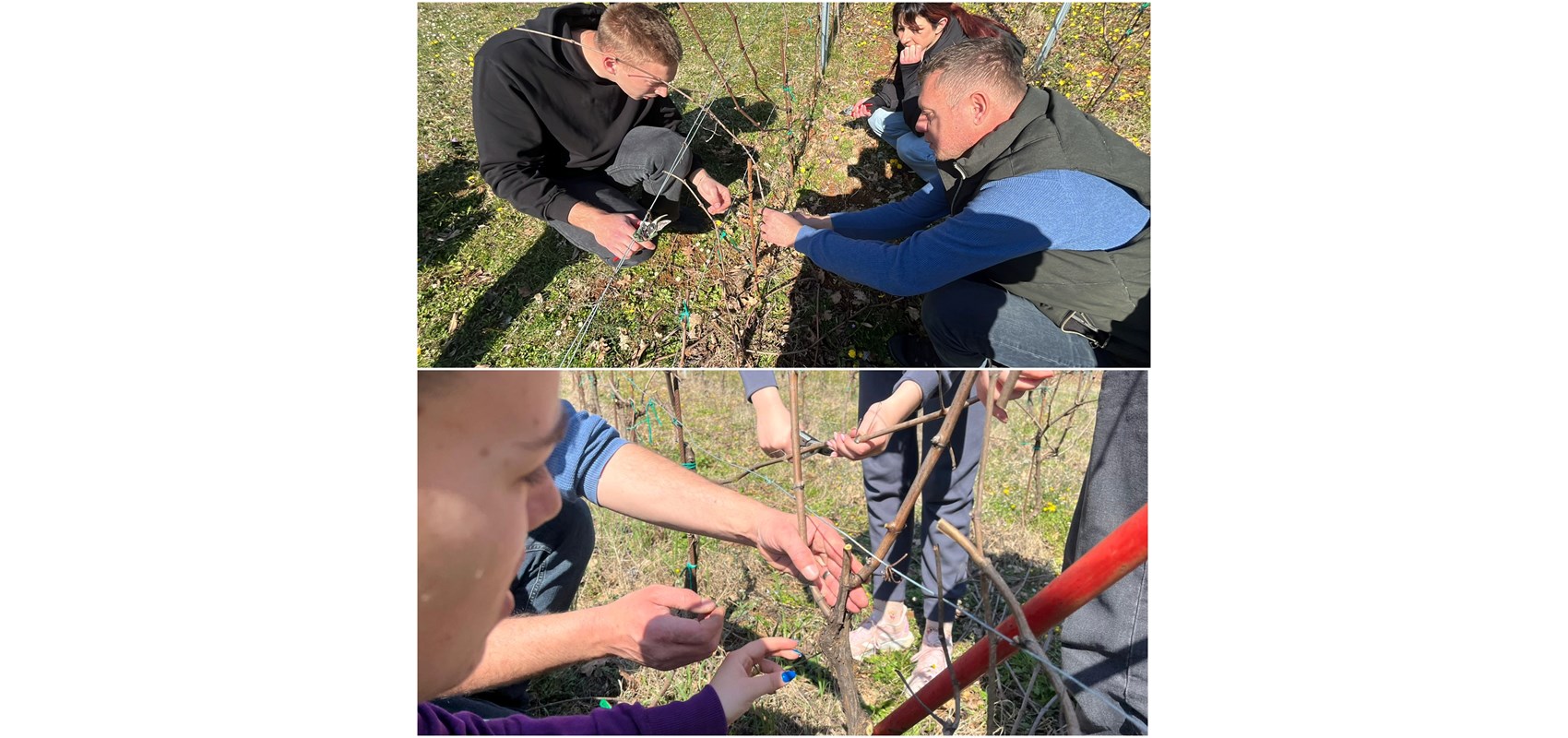 Studenti Agromediteranskog fakulteta na terenskoj nastavi rezidbe vinove loze u Hrvacama