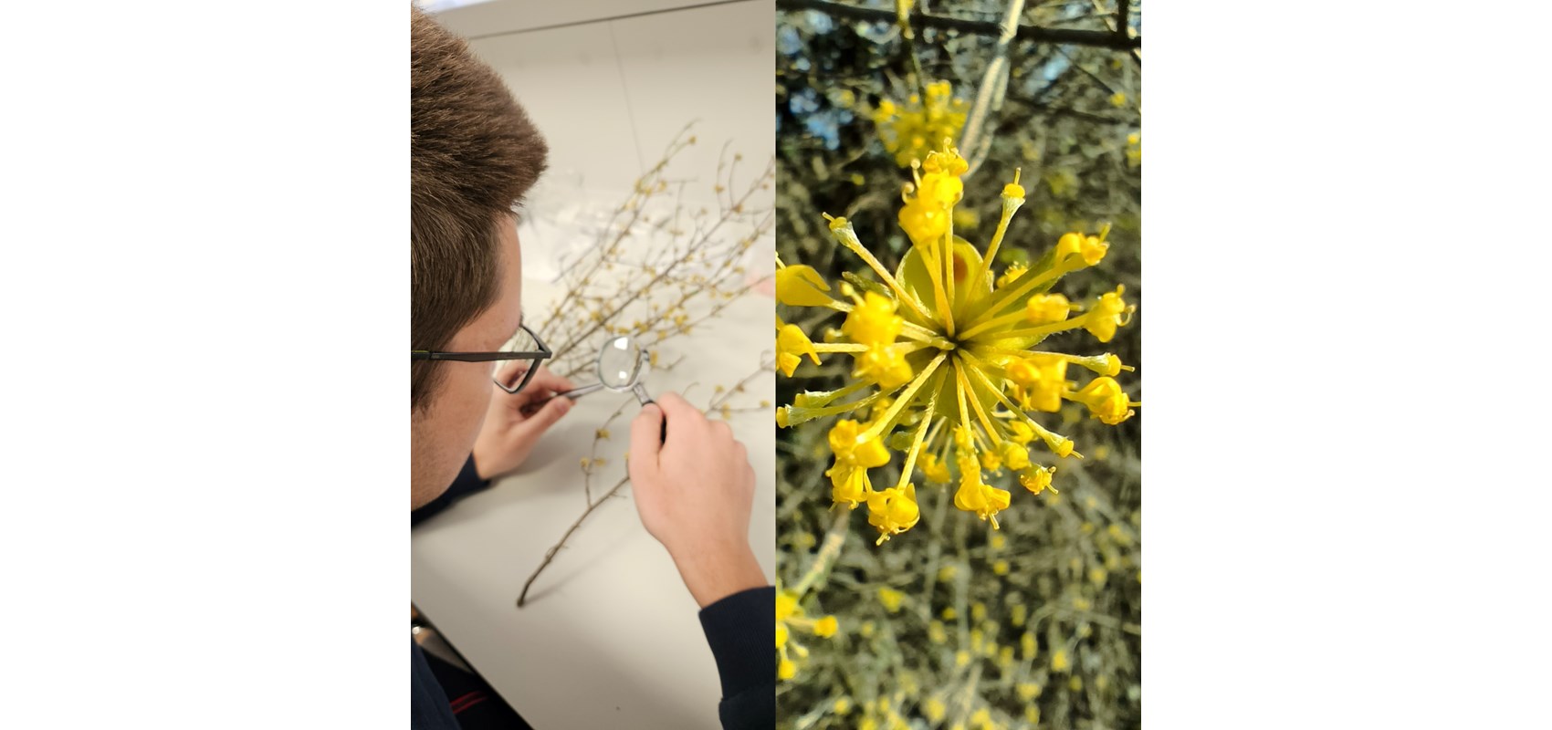 Terenske i laboratorijske aktivnosti na istraživanju drijenka u okviru projekta NU3MED