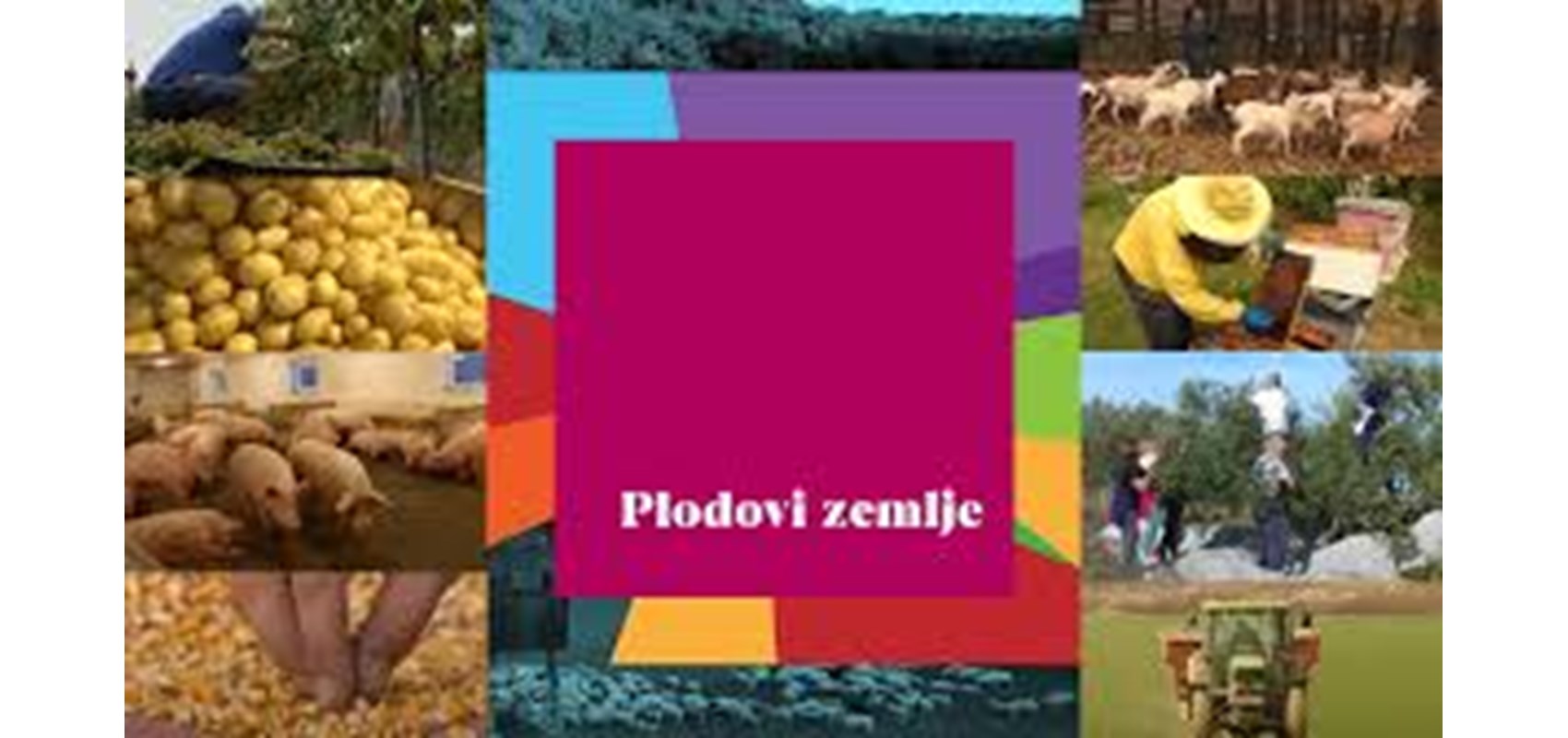 Agromediteranski fakultet predstavljen u jednoj od najgledanijih emisija HRT-a – Plodovi zemlje